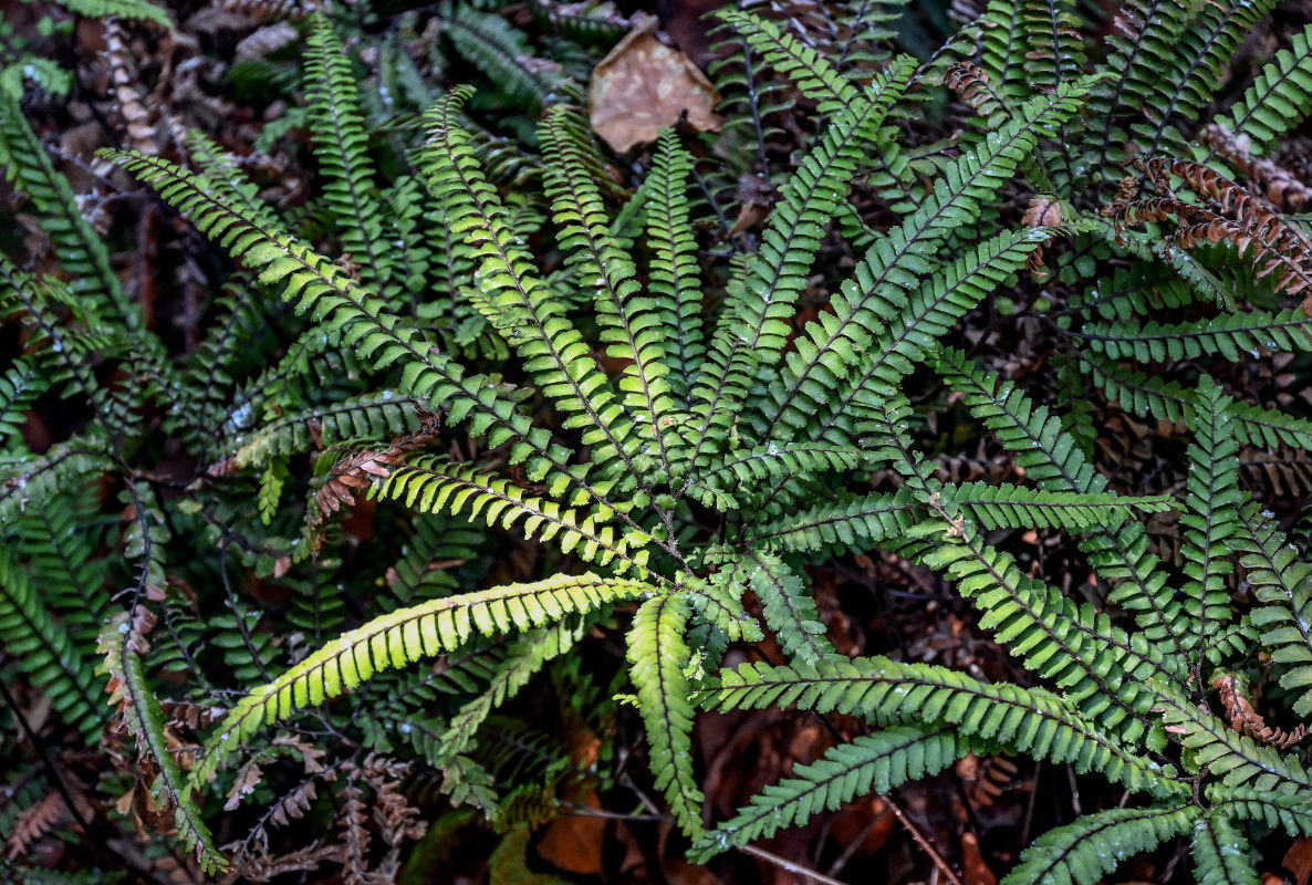 Изображение особи Adiantum hispidulum.