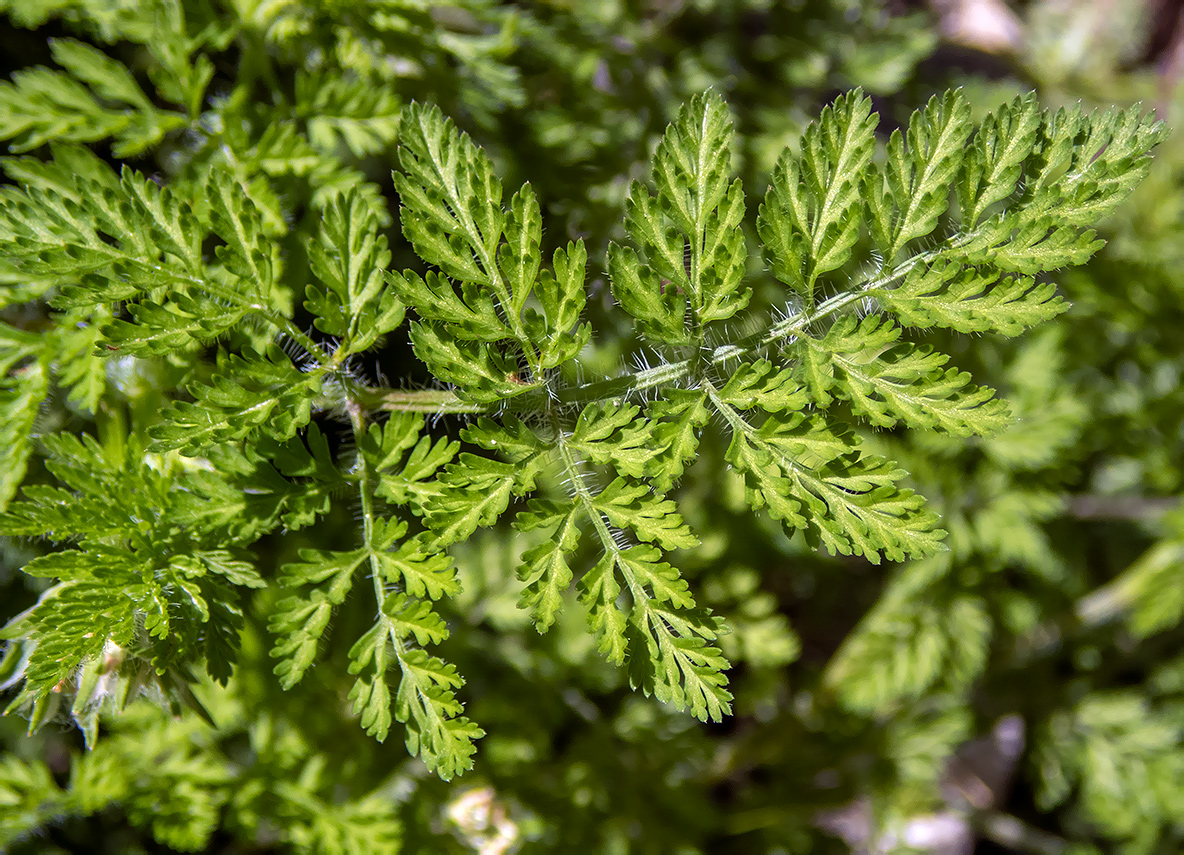 Изображение особи Orlaya daucoides.