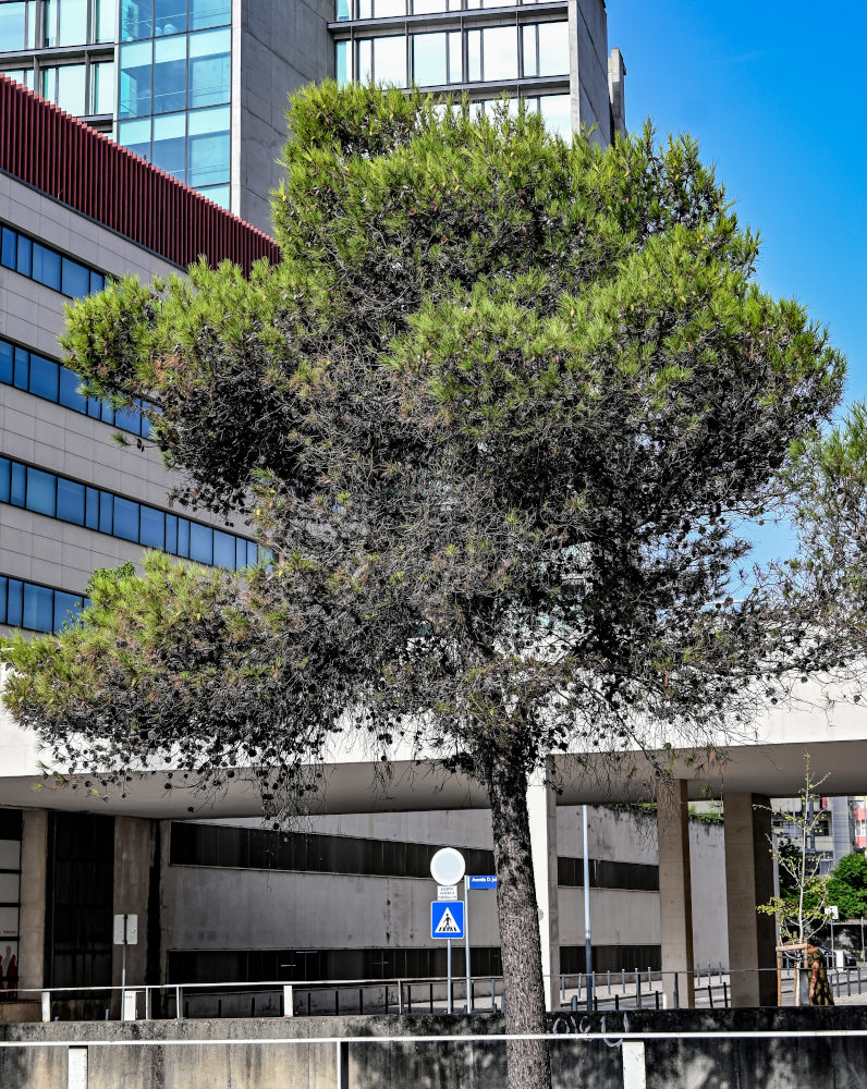 Изображение особи Pinus nigra.