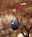 Vaccinium uliginosum. Плод с каплей дождя. Магаданская обл., Сусуманский р-н, котловина озера Юг, лиственничная тайга на северо-западном берегу. 03.09.2025.