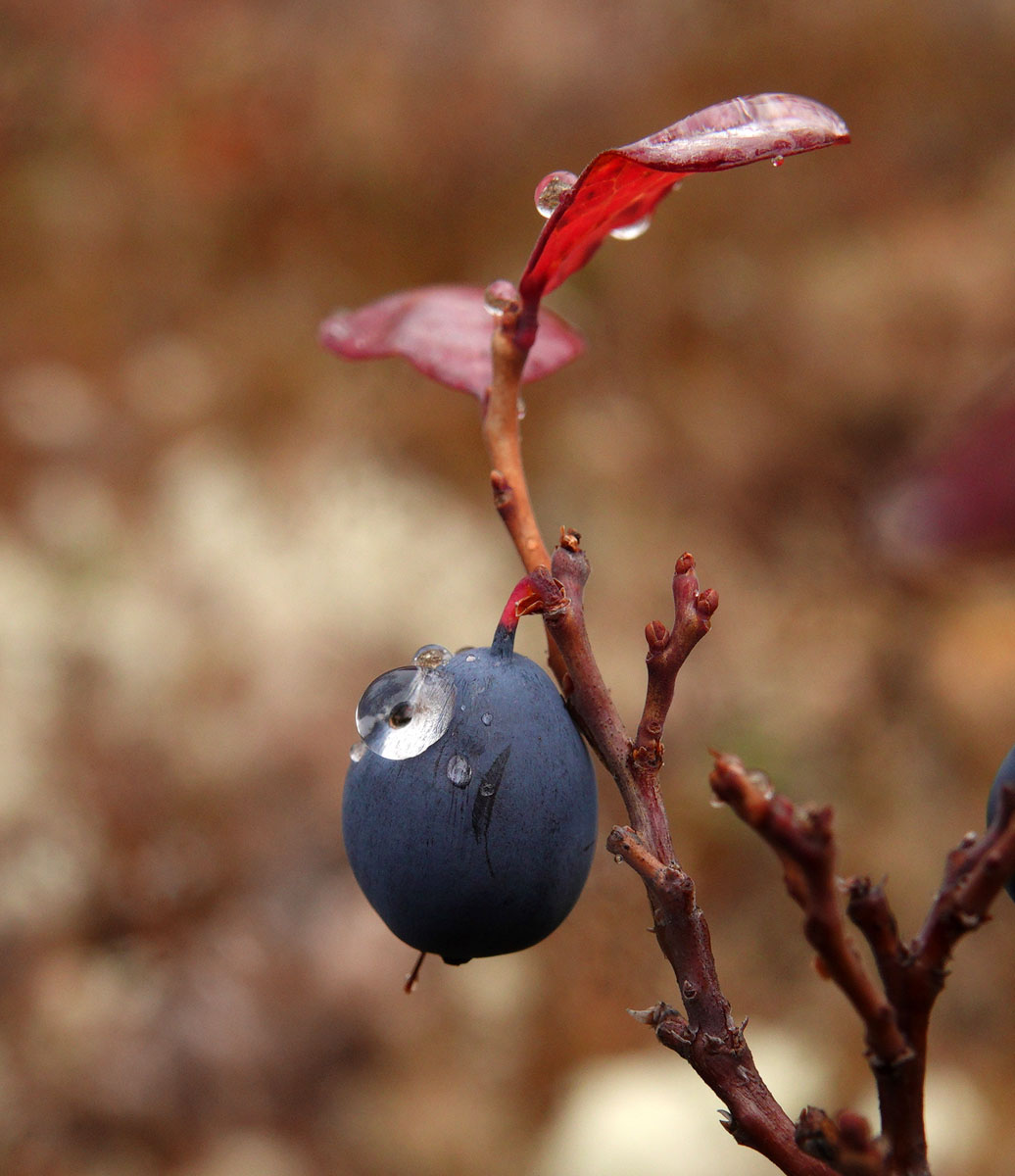 Image of Vaccinium uliginosum specimen.