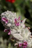 Stachys byzantina