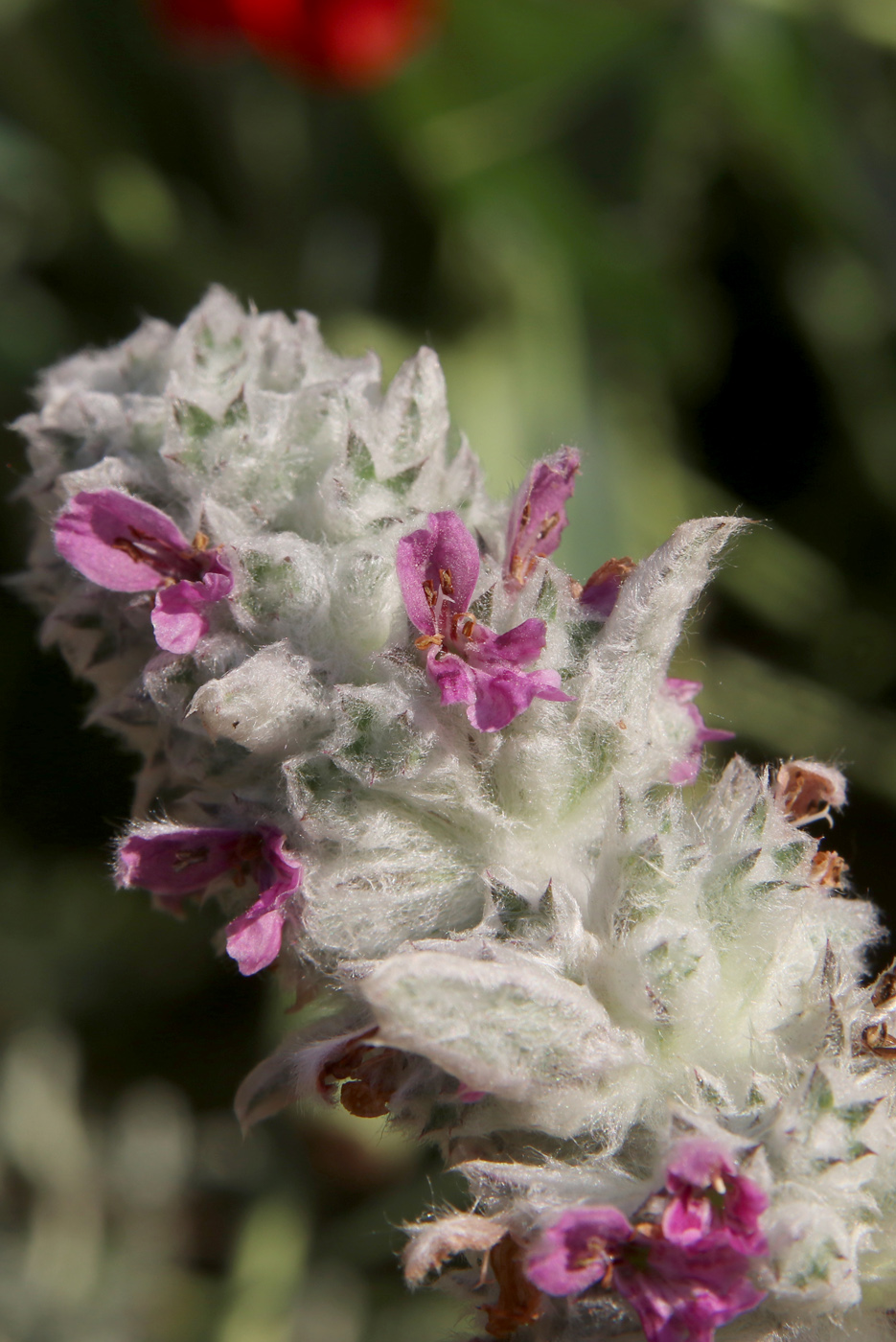 Image of Stachys byzantina specimen.