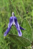 Clematis integrifolia