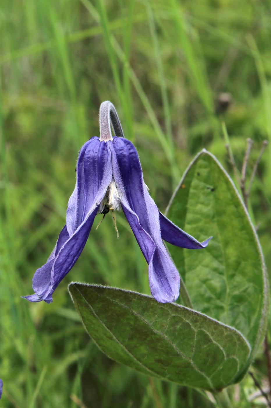 Изображение особи Clematis integrifolia.