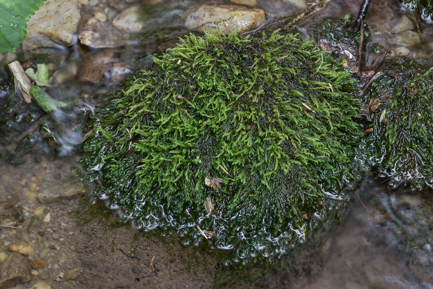 Image of Hygrohypnella ochracea specimen.