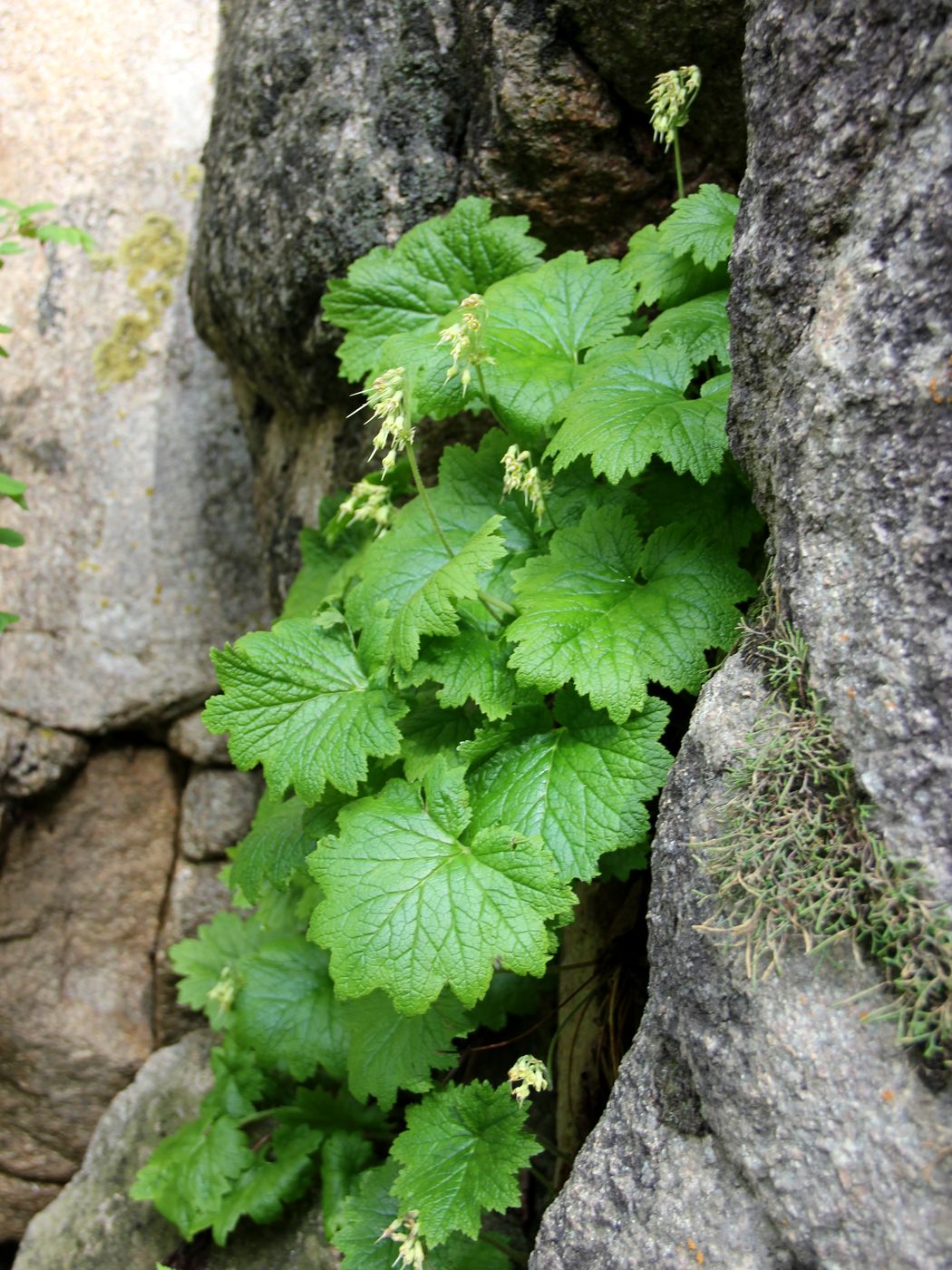 Image of Kaufmannia semenovii specimen.