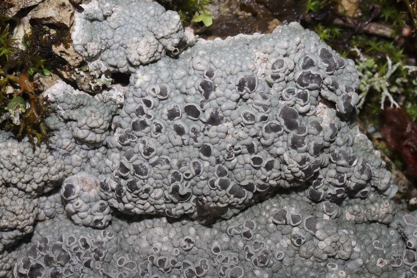 Image of Xalocoa ocellata specimen.