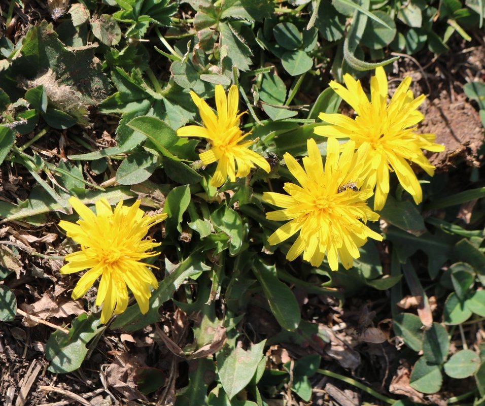 Image of Taraxacum stevenii specimen.