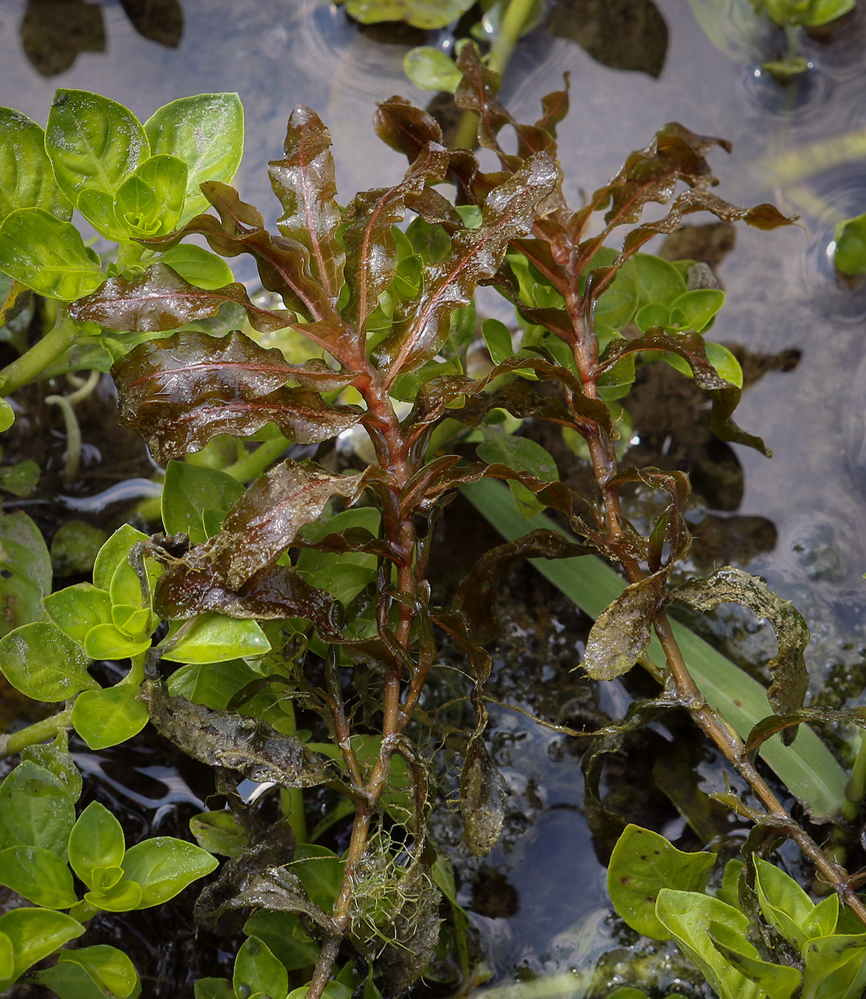 Изображение особи Potamogeton crispus.