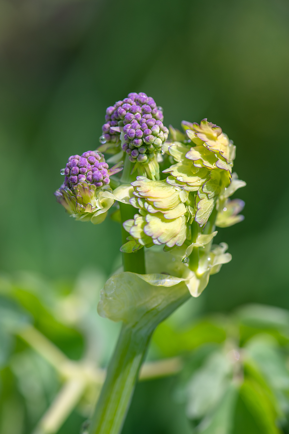 Image of Thalictrum contortum specimen.