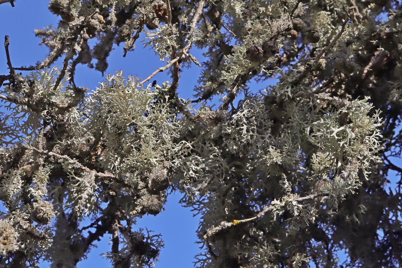 Изображение особи Evernia prunastri.