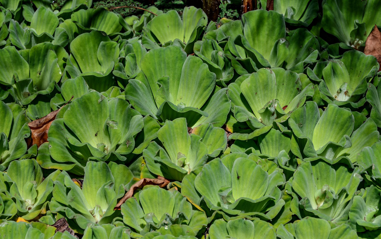 Изображение особи Pistia stratiotes.