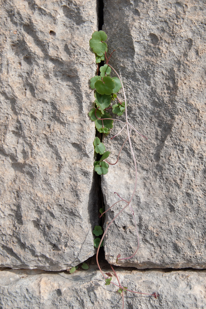 Изображение особи Cymbalaria longipes.