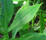 Saussurea neoserrata. Лист. Приморский край, Партизанский р-н, окр. г. Находка (мкр-н Врангель), верховья р. Глинка, в редкостойном дубовом лесу. 12.09.2015.