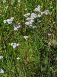 Achillea millefolium. Верхушки цветущих растений. Калининградская обл., Гвардейский р-н, пос. Знаменск, устье р. Лава, луг. 02.07.2025.