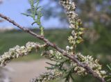 Tamarix africana. Часть ветотви с основаниями веточек (?) и фрагмент соцветия с завязями. Испания, Каталония, пров. Жирона, комарка Баш Эмпорда, муниципалитет Пальс, заливные поля, заросли кустарников на пересечении полевых дорог. 23.04.2026.