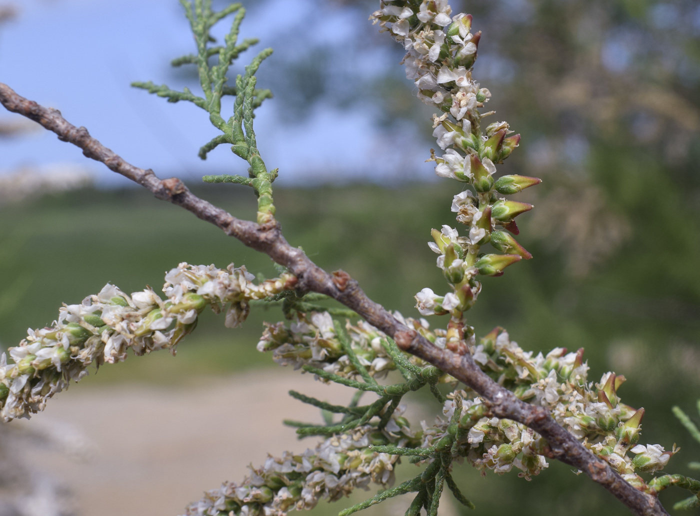 Изображение особи Tamarix africana.