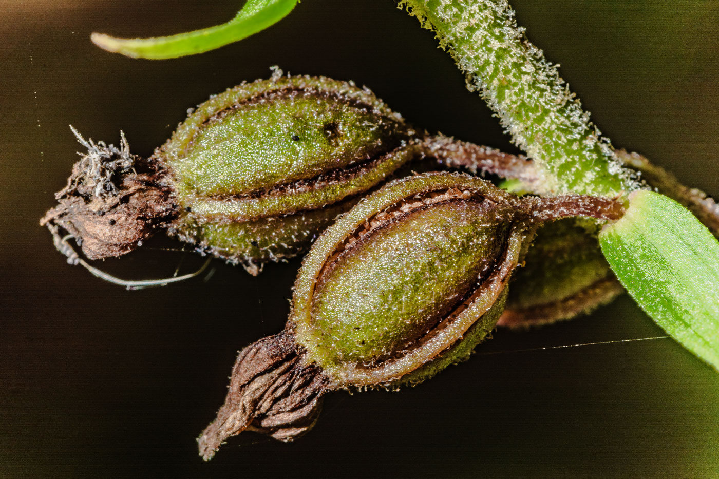 Изображение особи Epipactis atrorubens.