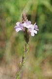Verbena officinalis