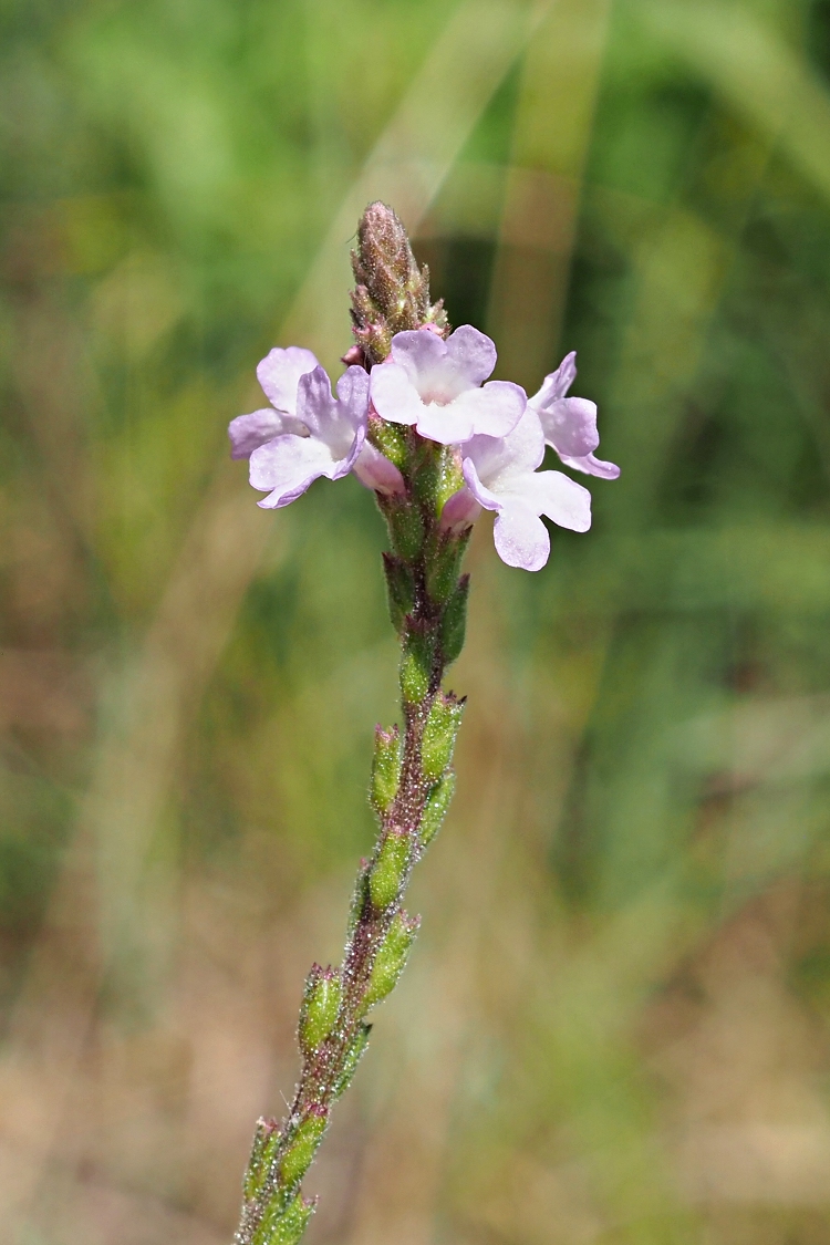 Image of Verbena officinalis specimen.