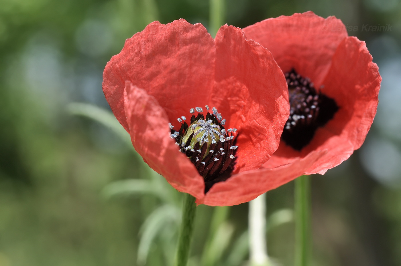 Image of Papaver hybridum specimen.
