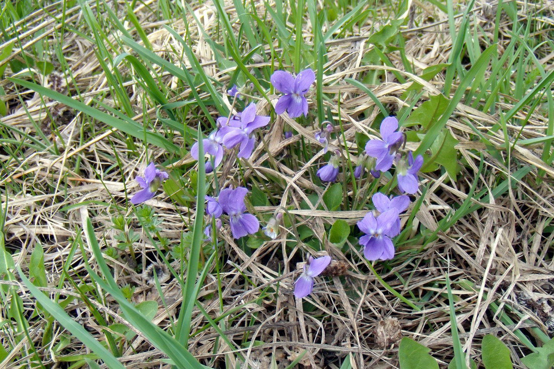 Image of Viola hirta specimen.
