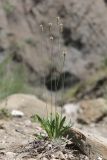 Plantago lanceolata. Цветущее растение. Крым, окр. Феодосии, Лисья бухта, сухое русло ручья. 17 июня 2026 г.