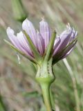 Tragopogon marginifolius