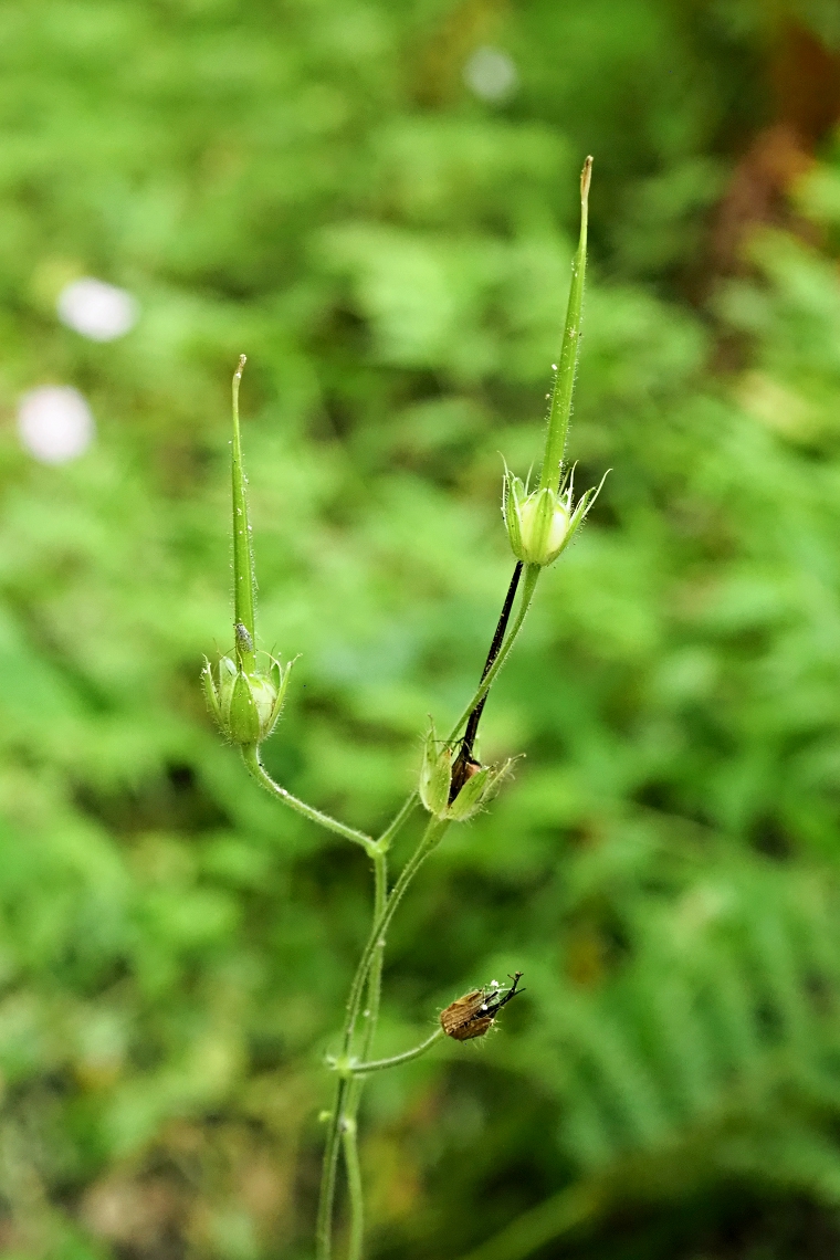 Изображение особи Geranium gracile.