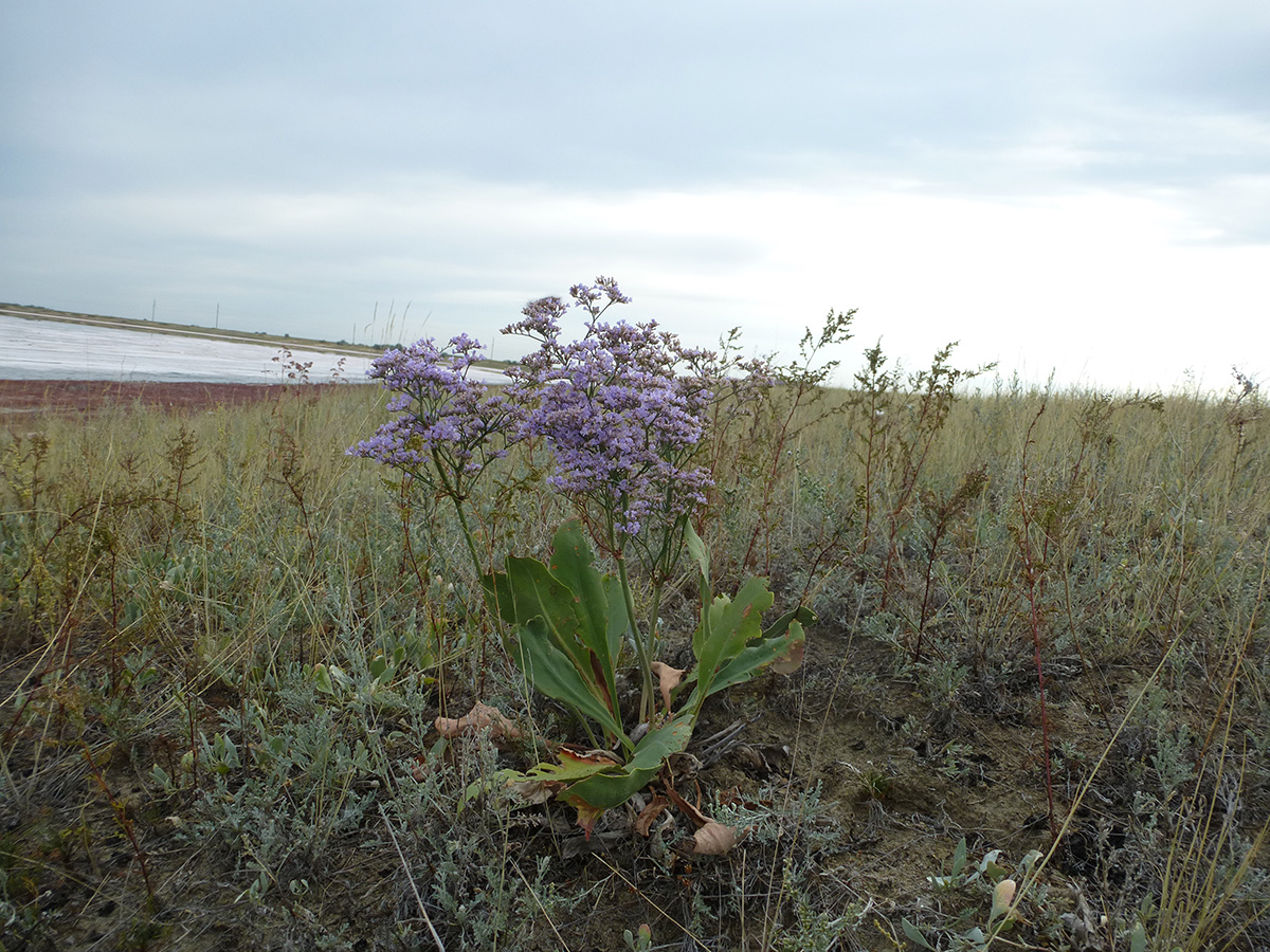 Изображение особи Limonium gmelinii.