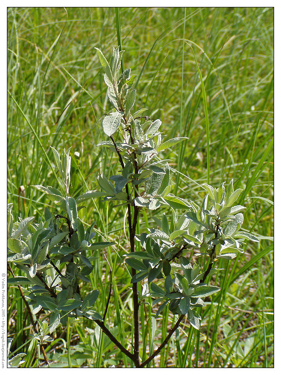 Изображение особи Salix lapponum.