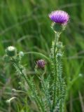 Carduus acanthoides. Верхушки побегов с соцветиями. Республика Молдова, муниципалитет Кишинёв, г. Кодру, на пустыре. 12 июля 2026 г.