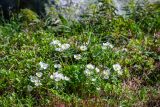 Anemonastrum sibiricum