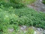 Nasturtium officinale