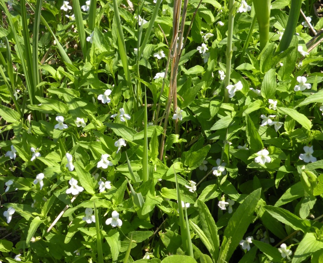 Image of Viola stagnina specimen.