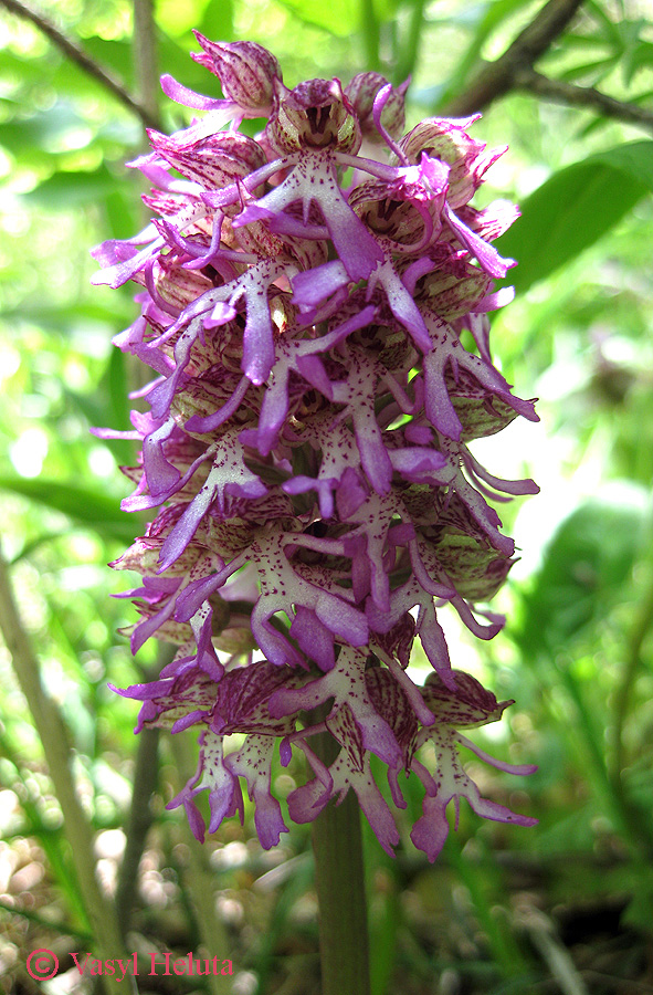 Image of Orchis &times; angusticruris specimen.