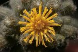 Hieracium