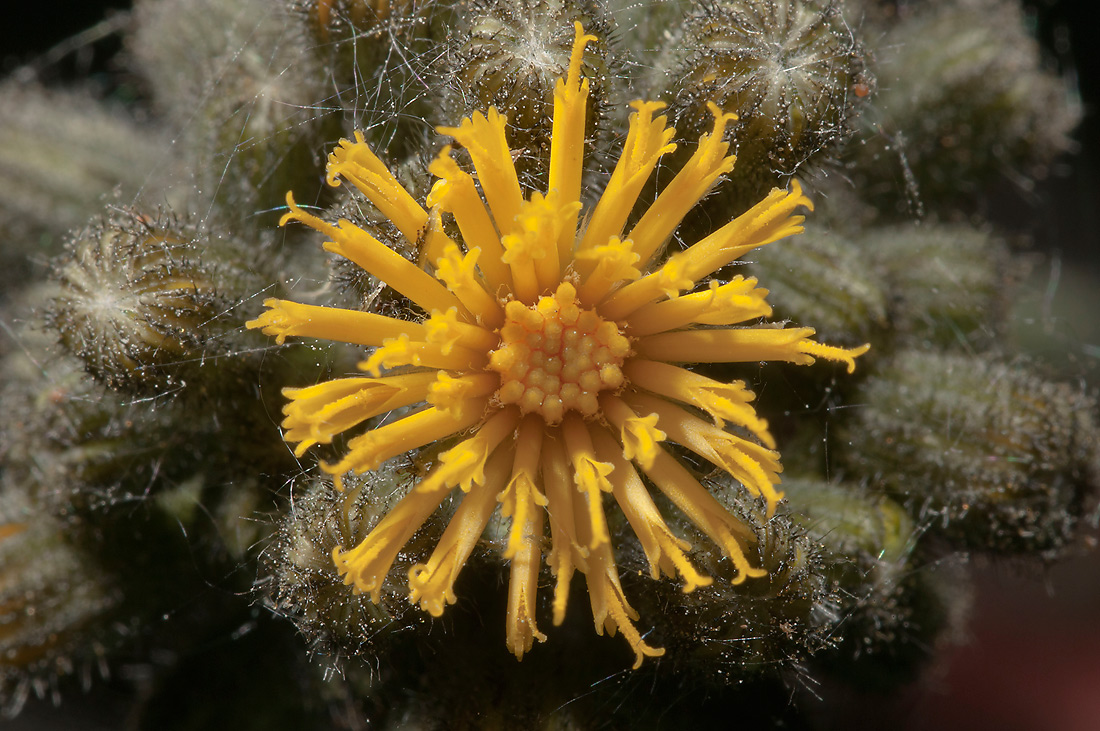 Image of genus Hieracium specimen.