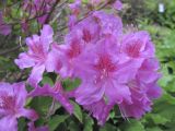 Rhododendron obtusum