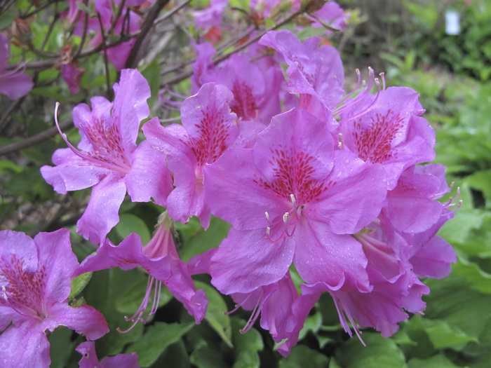 Image of Rhododendron obtusum specimen.