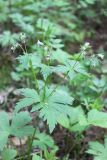 Geranium krylovii
