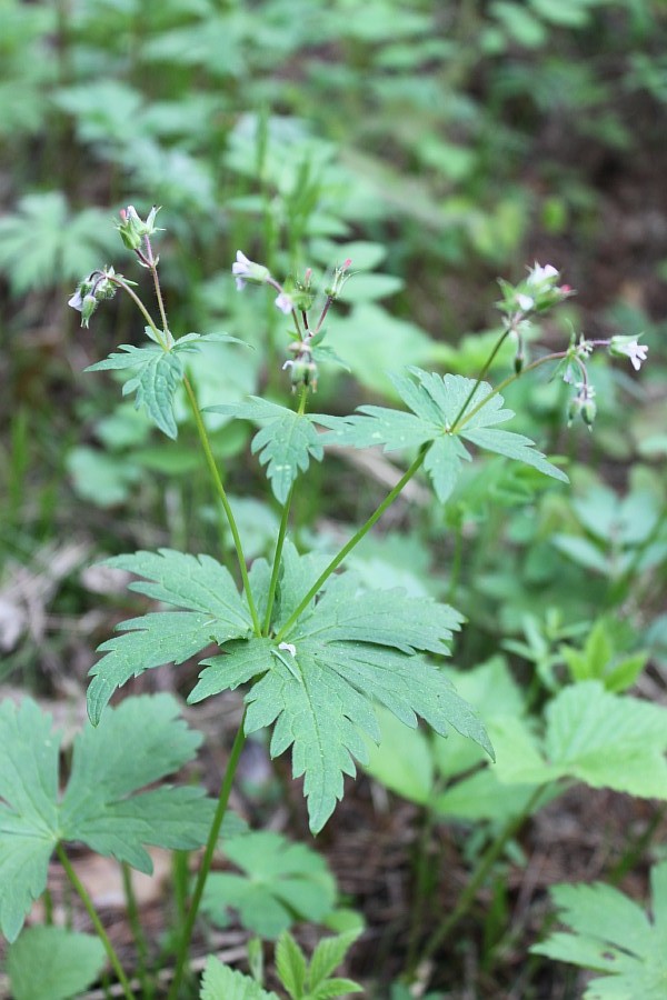 Image of Geranium krylovii specimen.