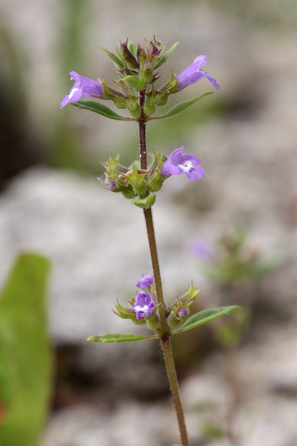 Изображение особи Ziziphora acinos.