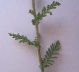 Achillea nobilis