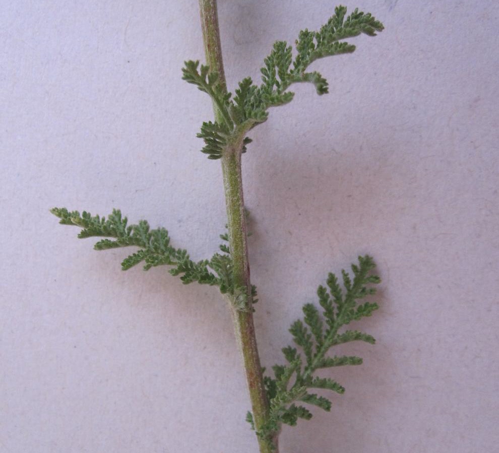 Изображение особи Achillea nobilis.