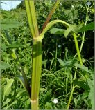 Pastinaca sylvestris. Часть побега. Чувашия, окр. г. Шумерля, очистные сооружения. 14 июля 2011 г.