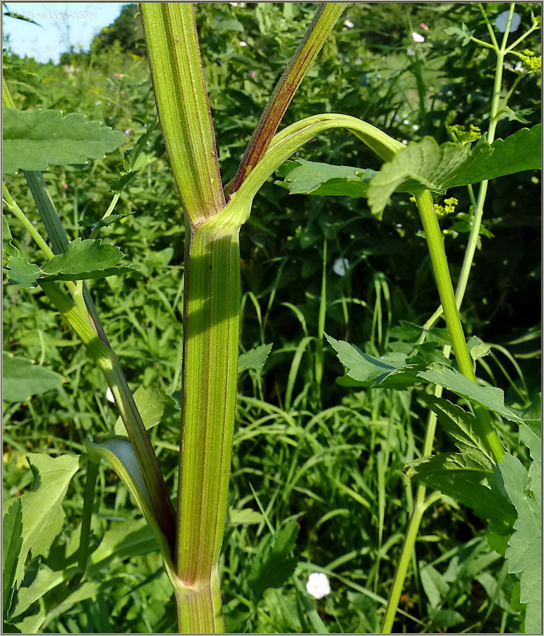 Изображение особи Pastinaca sylvestris.