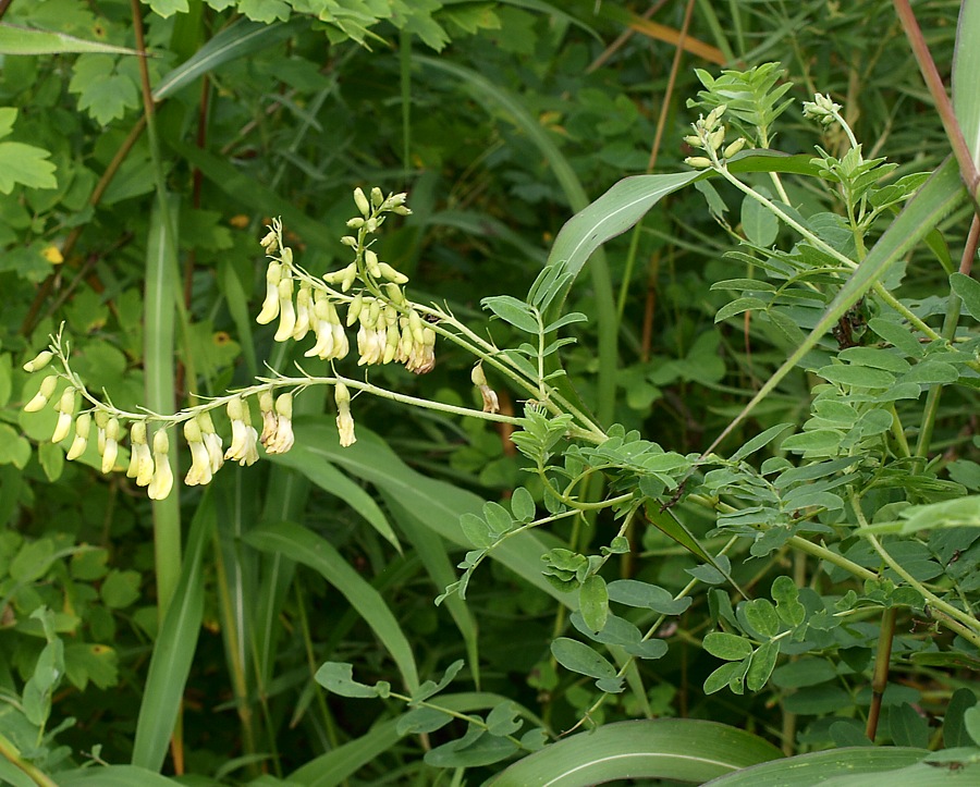 Изображение особи Astragalus membranaceus.