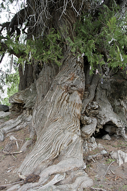 Изображение особи Platycladus orientalis.